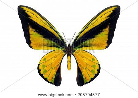 beautiful butterfly isolated on a white background