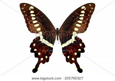 beautiful butterfly isolated on a white background