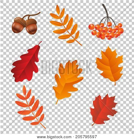 Autumn Set lsolated 