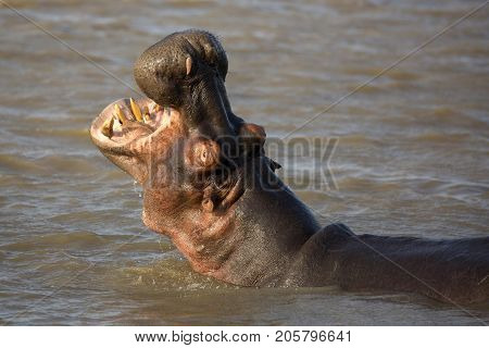Huge hippo with mouth wide open showing massive gape and incisor teeth