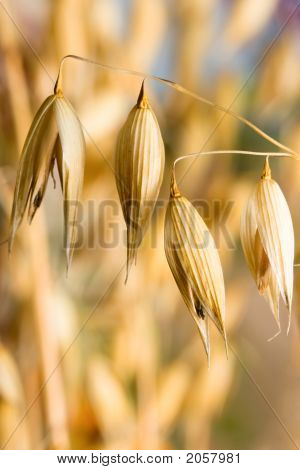 Oatmacro