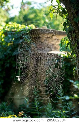 The Spider Web Cobweb Closeup Background.