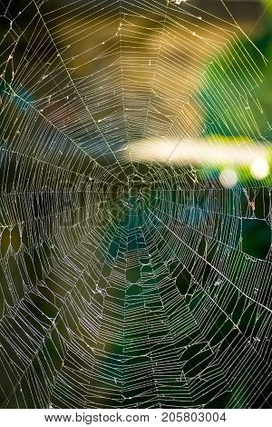 The Spider Web Cobweb Closeup Background.