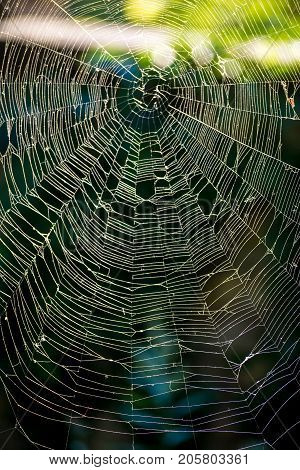 The Spider Web Cobweb Closeup Background.