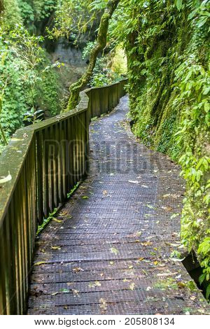 beautiful forest, countryside, road in rural area