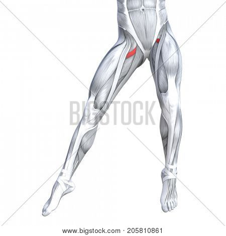 Concept conceptual 3D illustration fit strong front upper leg human anatomy, anatomical muscle isolated white background for body medical health tendon foot and biological gym fitness muscular system