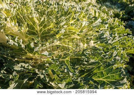 Decorative Cabbage