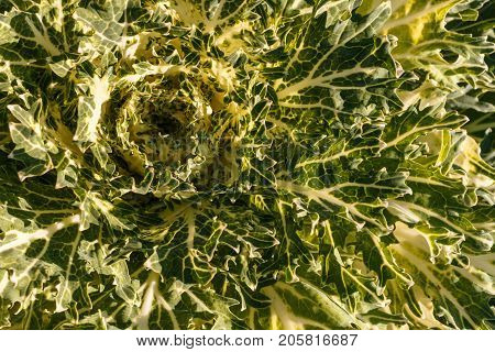 Decorative Cabbage