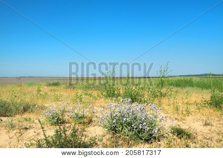 Plant with purple flowers at the beach