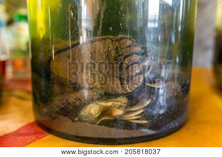 Asian Black Bear (Ursus Thibetanus) claws being fermented for sale in Laos