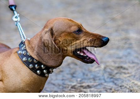 Portrait of angry aggressive dog red dachshund on the leash is barking.