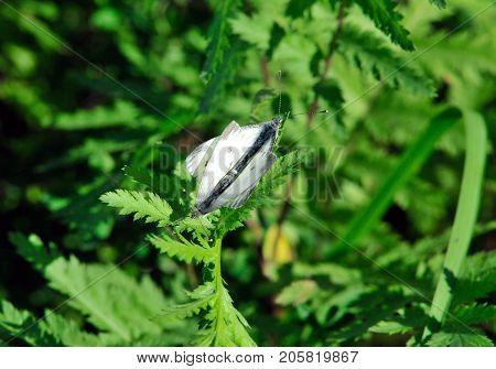 Pieris brassicae, the large white, cabbage butterfly, cabbage white, cabbage moth, large cabbage white, is a butterfly in the family Pieridae. Male and female, butterflies in the breeding season.