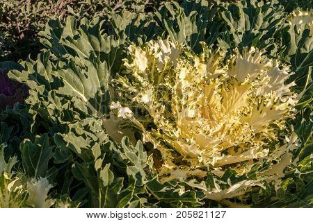 Decorative Cabbage