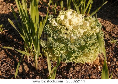 Decorative Cabbage