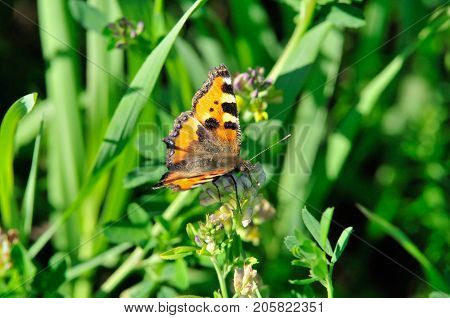 Butterfly Small Tortoiseshell. The small tortoiseshell is a colourful Eurasian butterfly in the family Nymphalidae.