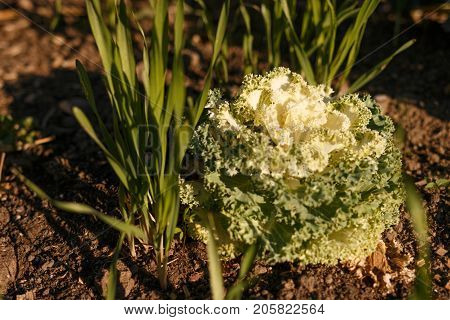 Decorative Cabbage