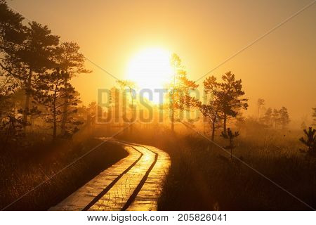 Foggy sunrise in the forest above the marshes