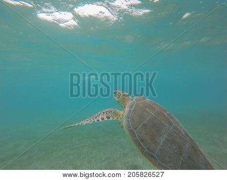 Marine Turtle In A Bay Of Mexico