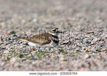 Killdeer Charadrius Vociferus Bird Nesting On Rocks