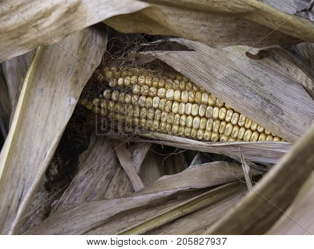 corncob amid the dry cornstalks horizontal view