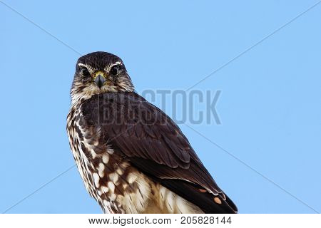 Merlin Falco Columbarius On A Wire Looking Down
