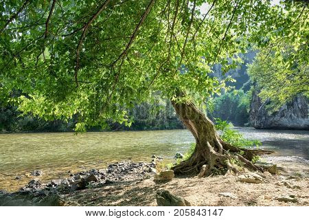tree by the Iskar River near Cherepish Monastery, Bulgaria