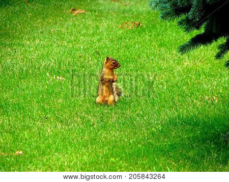 A squirrel stands on a green grass.
