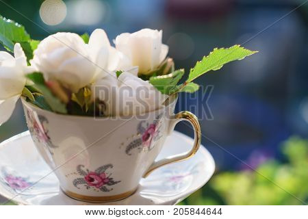 white roses in the cup