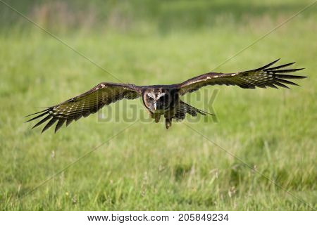 Malaysian wood owl in flight over meadows in evening light