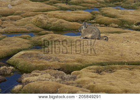 Mountain Viscacha (Lagidium viscasia) resting in a wetland area of Lauca National Park in northern Chile.