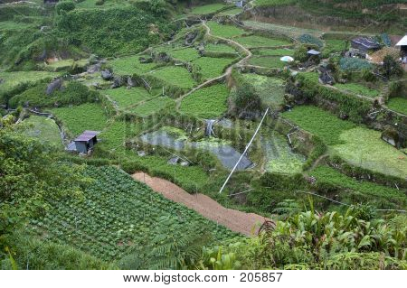 Roślinne pola Cameron Highlands