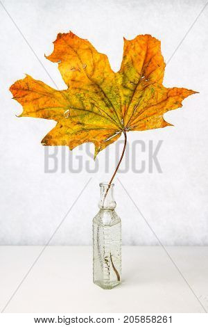 Yellow Autumn Maple Leaf In An Old Glass Bottle On A Light Background.