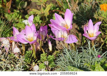 Pink flowers of autumn crocus (Colchicum speciosum) on flowerbed