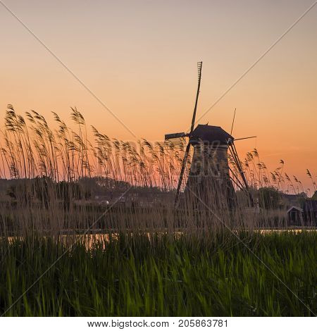 Black and White Contrast Image of Historic Dutch Windmill In Front of The Canal and Ears of Wheat Located in Traditional Village in Holland The Netherlands. Shot at Kinderdijk During Golden Hour. Horizontal Shot