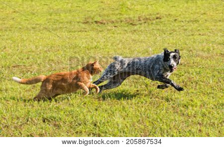 Ginger tabby cat chasing a young dog in high speed, with green grass background