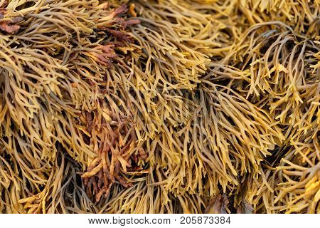 Channelled Wrack (pelvetia Canaliculata)