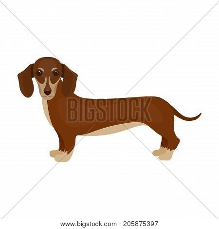Dachshund, single icon in cartoon style.Dachshund, vector symbol stock illustration .