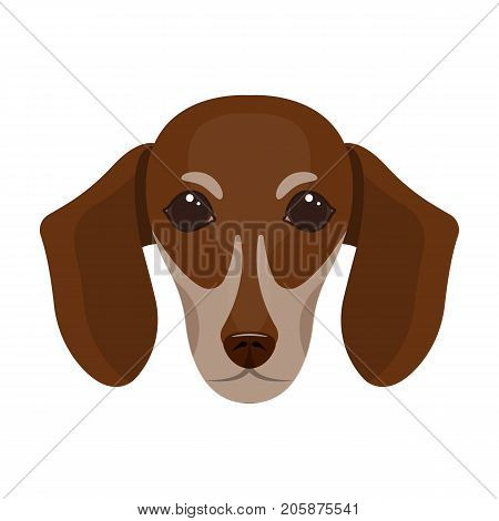 Dog, breed dachshund.Muzzle of the dachshund single icon in cartoon style vector symbol stock illustration .