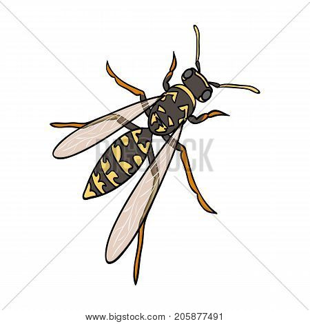 Wasp, hymenopteran insect.Wasp, stinging insect single icon in cartoon style vector symbol stock isometric illustration .