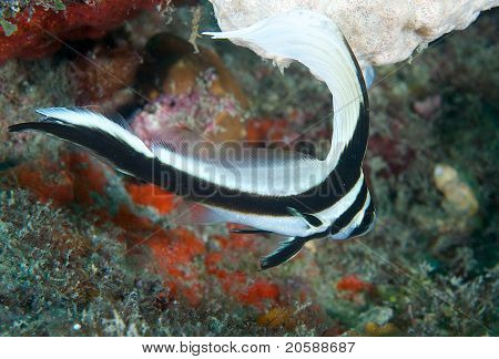 Benekli Drumfish