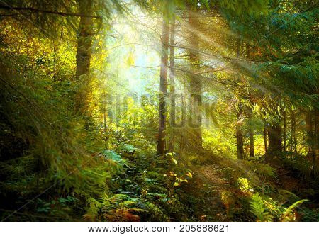 Magical Deep foggy Autumn Forest. Park. Beautiful Scene Misty Old Forest with Sun Rays, Shadows and Fog. Scenic Landscape