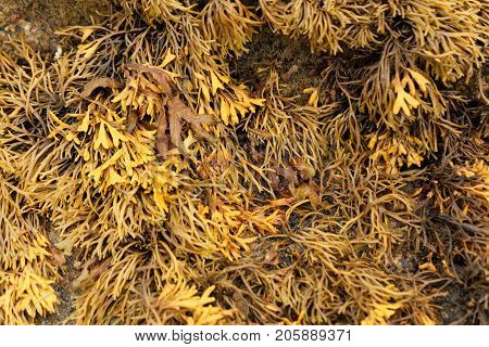 Channelled Wrack (pelvetia Canaliculata)