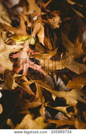 Fuul frame shot of autumn leaves