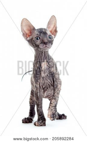 Donskoy sphynx hairless cat isolated on white