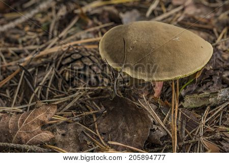 Xerocomellus Chrysenteron Mushroom In Needles Forest In South Bohemia