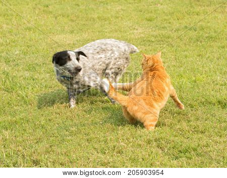 Ginger tabby cat chasing after a pushy spotted dog running by, defending his personal space