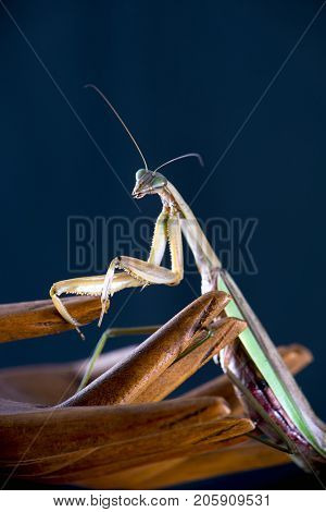 Macro detail of a Chinese mantis (Tenodera sinensis), a species of praying mantis native to Asia isolated on dark background