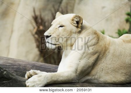 Leão branco feminino