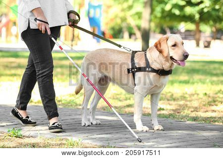 Guide dog helping blind woman in park