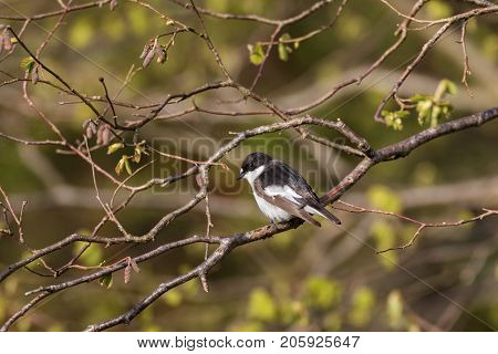 Pied Flycatcher - Ficedula Hypoleuca Male On Branch